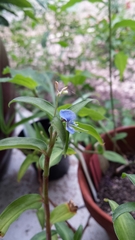 Commelina sikkimensis