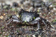 Pachygrapsus socius