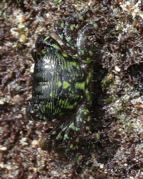 Pacific Mottled Shore Crab
