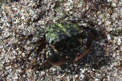 Pachygrapsus socius