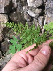Cystopteris laurentiana