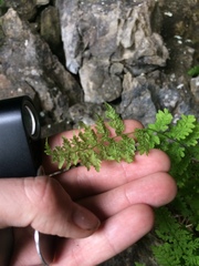 Cystopteris laurentiana