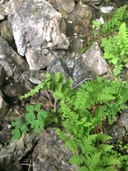 Cystopteris laurentiana