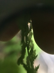 Cystopteris laurentiana