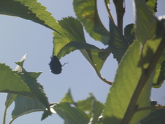 Capnodis tenebrionis