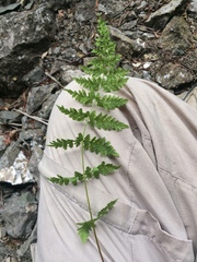 Cystopteris laurentiana