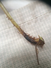 Cystopteris laurentiana