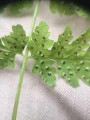 Cystopteris laurentiana