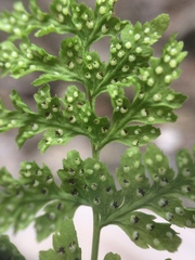 Cystopteris laurentiana