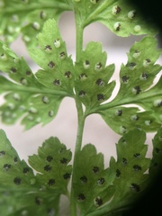 Cystopteris laurentiana