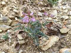 Astragalus hypoleucus