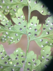 Cystopteris laurentiana