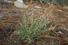 Acmispon procumbens jepsonii