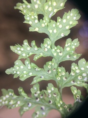 Cystopteris laurentiana