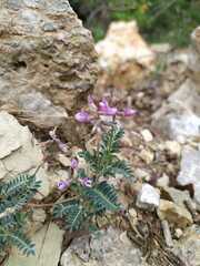 Astragalus hypoleucus