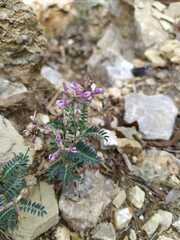 Astragalus hypoleucus