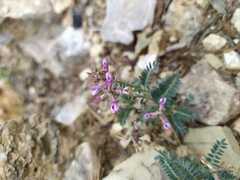 Astragalus hypoleucus