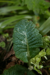 Phytomyza primulae