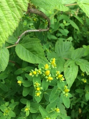 Hypericum maculatum obtusiusculum