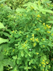 Hypericum maculatum obtusiusculum
