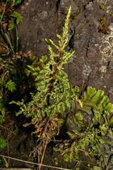 Hypericum laricifolium