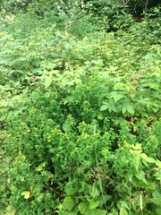Hypericum maculatum obtusiusculum