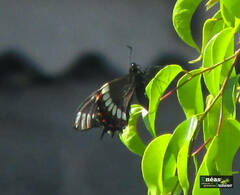 Papilio scamander grayi