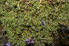 Lupinus microphyllus