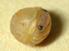 Sphaeroma serratum