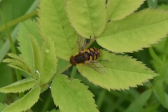 Parhelophilus obsoletus
