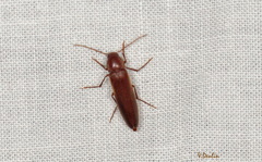 Serropalpus barbatus