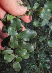 Euclea racemosa sinuata