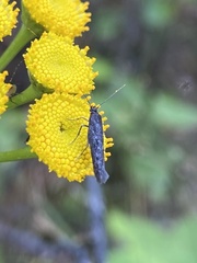 Scythris inspersella