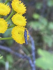 Scythris inspersella