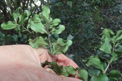 Euclea racemosa sinuata