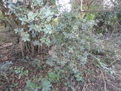 Euclea racemosa sinuata