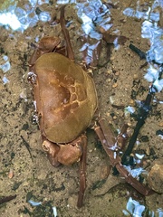 Potamonautidae