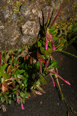 Epilobium denticulatum