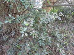 Euclea racemosa sinuata