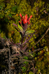 Castilleja fissifolia