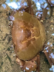 Potamonautidae