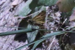Ochlodes agricola