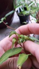 Commelina sikkimensis