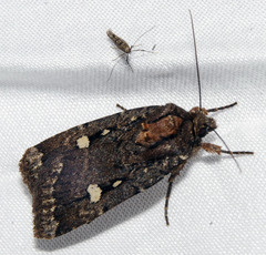 Abagrotis mirabilis