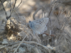 Polyommatus albicans