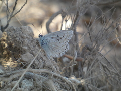 Polyommatus albicans