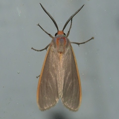 Pygarctia abdominalis