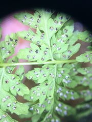 Cystopteris laurentiana image