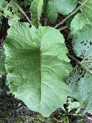 Arctium minus