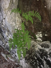 Cystopteris laurentiana